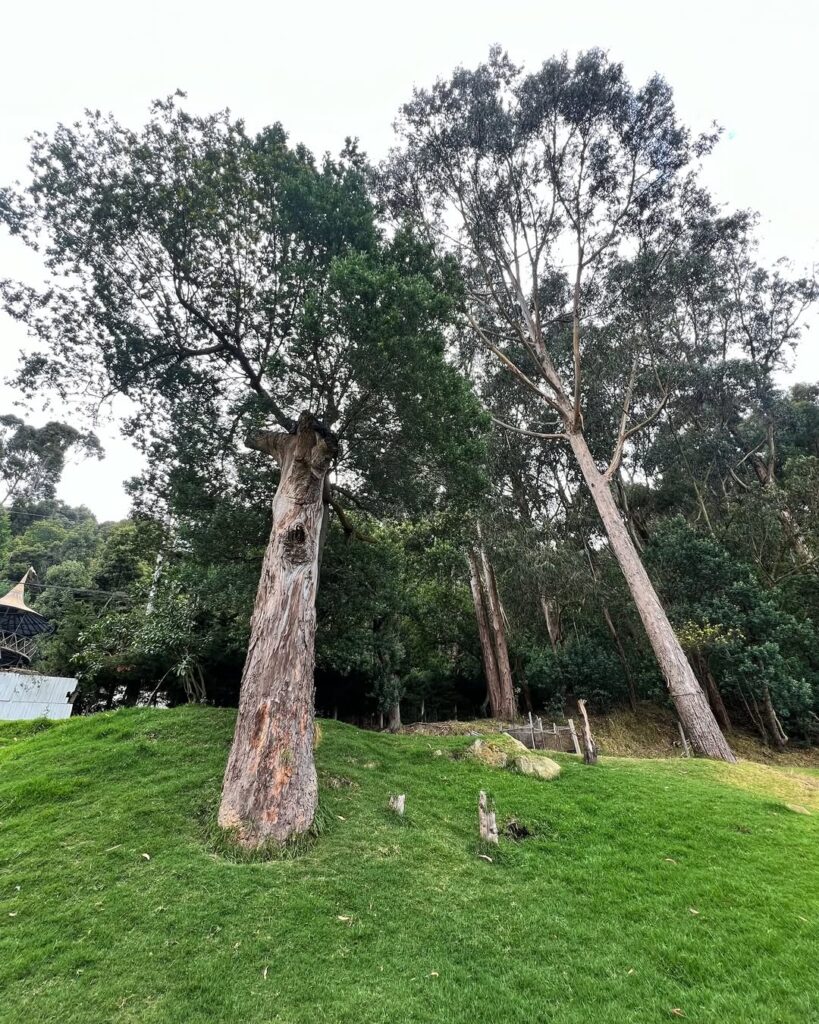 SaveClip.App_548164424_18328628050227492_6352447019638744317_n