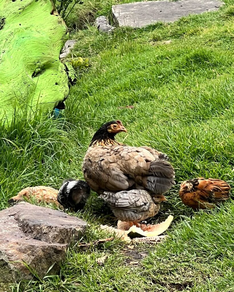 SaveClip.App_548926400_18328628059227492_7766891178957149644_n